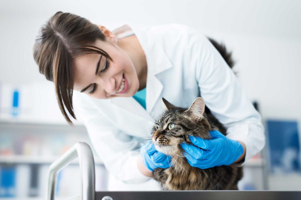 Veterinarian working with a cat